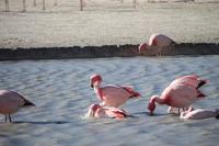 Flamingos an der Lagune Hedionda