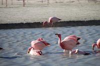 Flamingos an der Lagune Hedionda