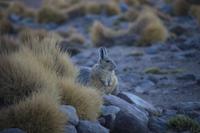 Viscacha