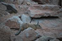 Viscacha