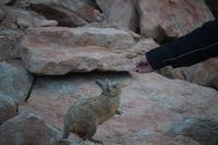 Viscacha