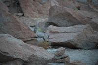 Viscacha