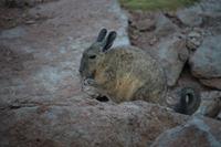 Viscacha