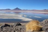 Laguna Colorada