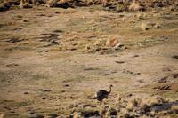 Strauß im Andenhochland