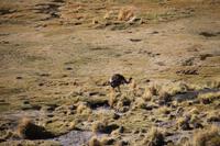 Strauß im Andenhochland