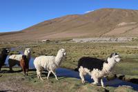 Alpacas im Andenhochland