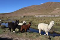 Alpacas im Andenhochland