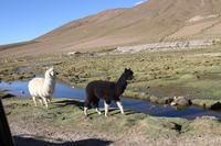 Alpacas im Andenhochland