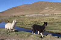 Alpacas im Andenhochland