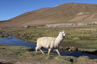 Alpacas im Andenhochland