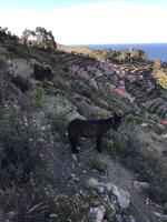 Sonneninsel - Titicacasee