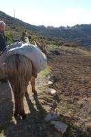 Esel tragen Gepäck zum Hafen auf der Sonneninsel