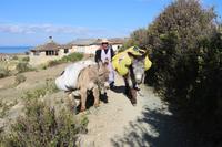 Esel tragen Gepäck zum Hafen auf der Sonneninsel