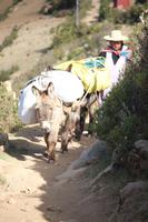 Sonneninsel - Titicacasee