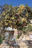 Tumbobaum auf der Sonneninsel - Titicacasee