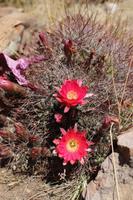 Mondinsel - Titicacasee