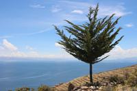 Mondinsel - Titicacasee