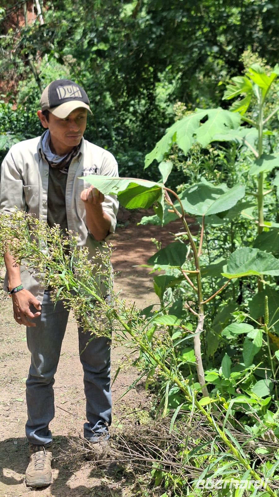 Wanderung im Amboro Nationalpark mit Guide Rocky