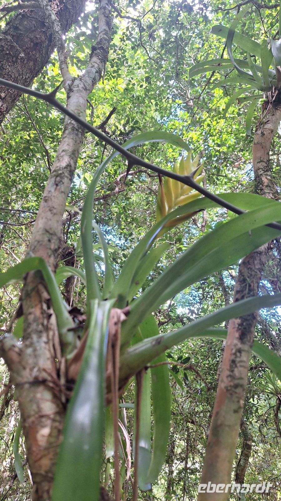 Wanderung im Amboro Nationalpark
