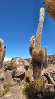 Uyuni Salzsee: Insel Incahuasi
