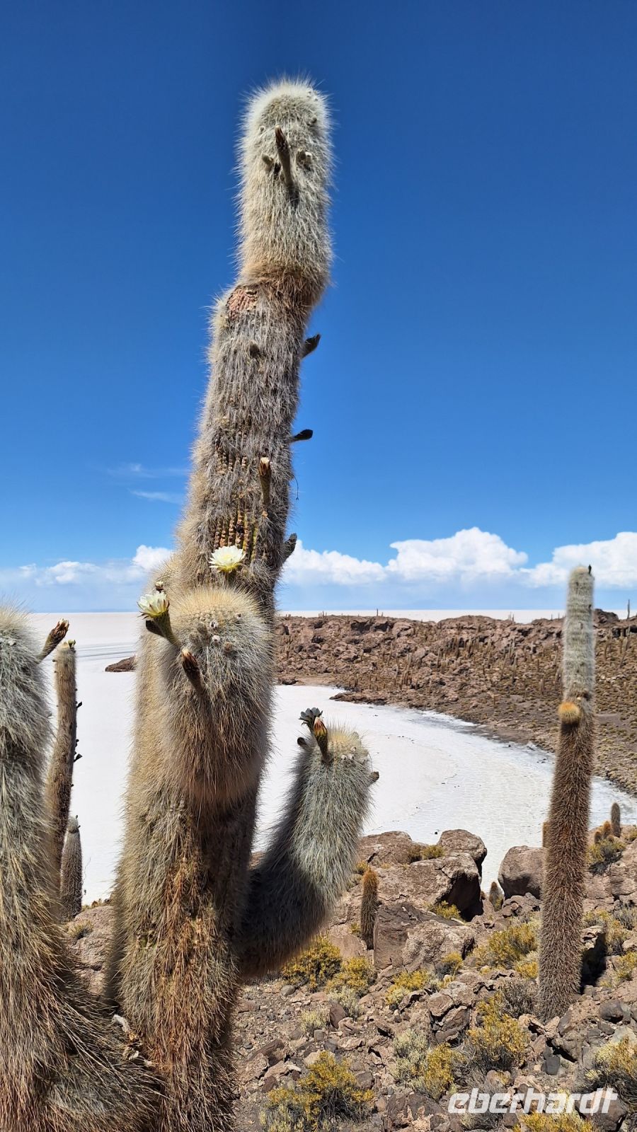 Uyuni Salzsee: Insel Incahuasi