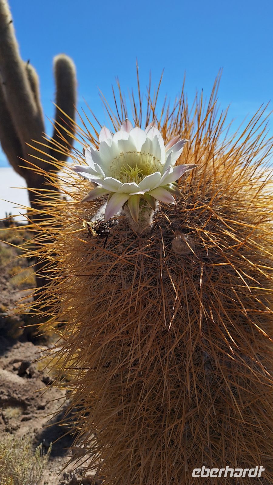 Uyuni Salzsee: Insel Incahuasi