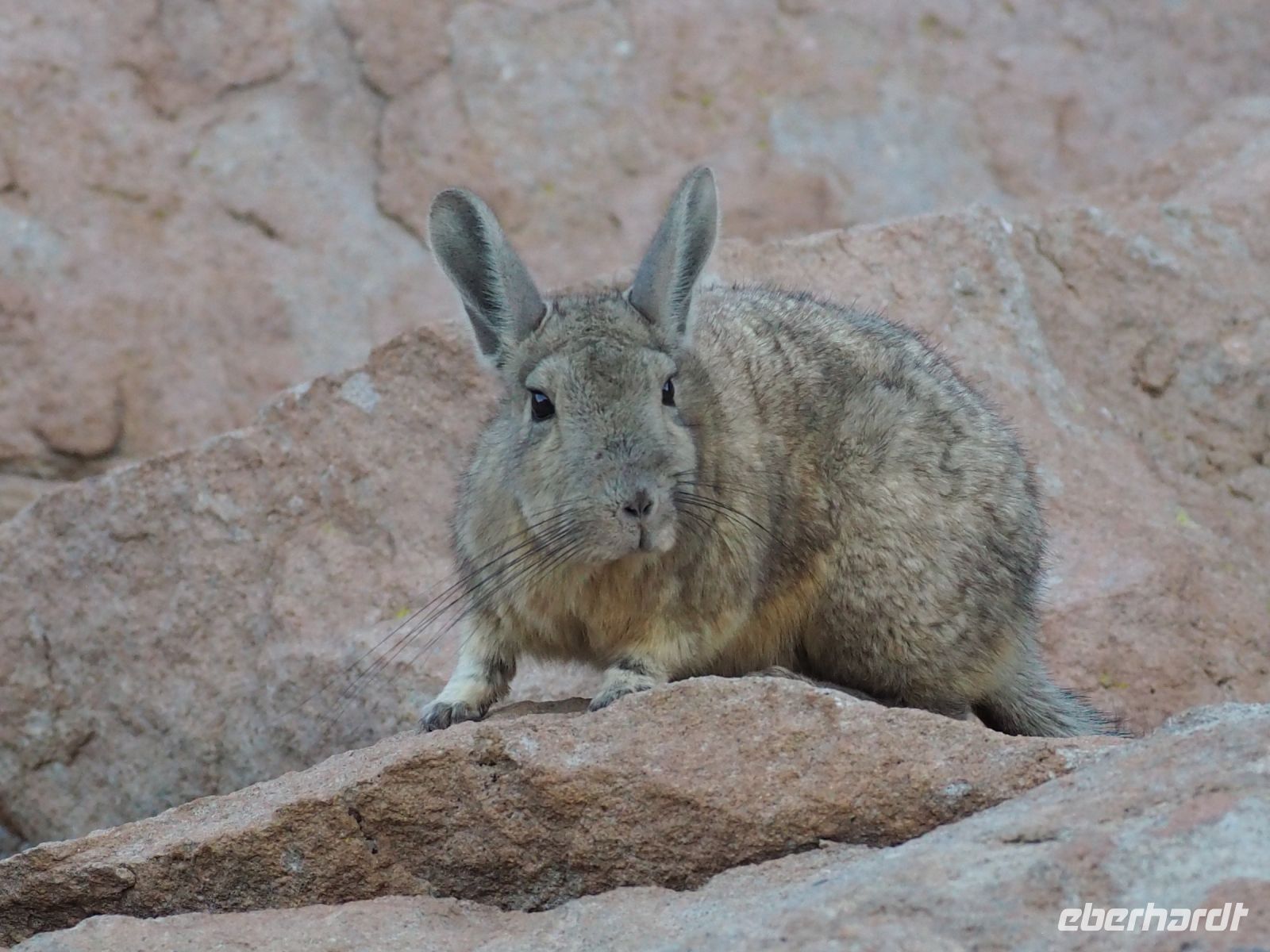 Viscacha