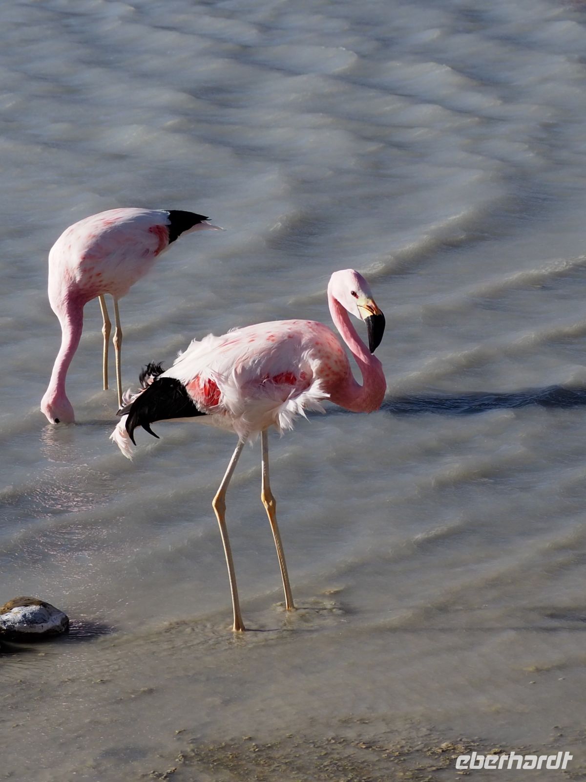 Andenflamingos