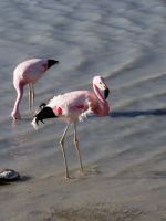 Andenflamingos