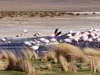 Andenflamingos