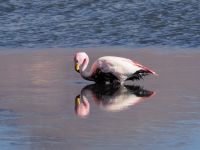 Andenflamingos