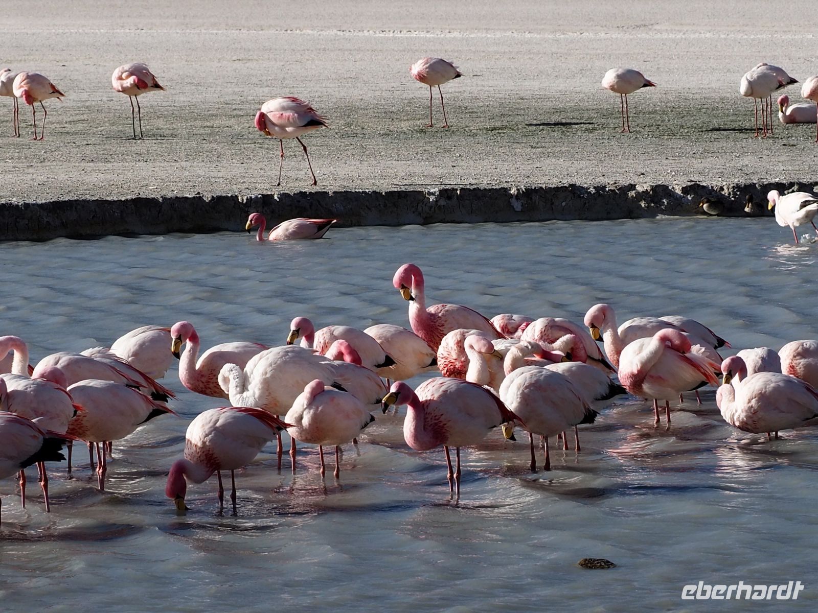Andenflamingos
