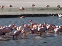 Andenflamingos