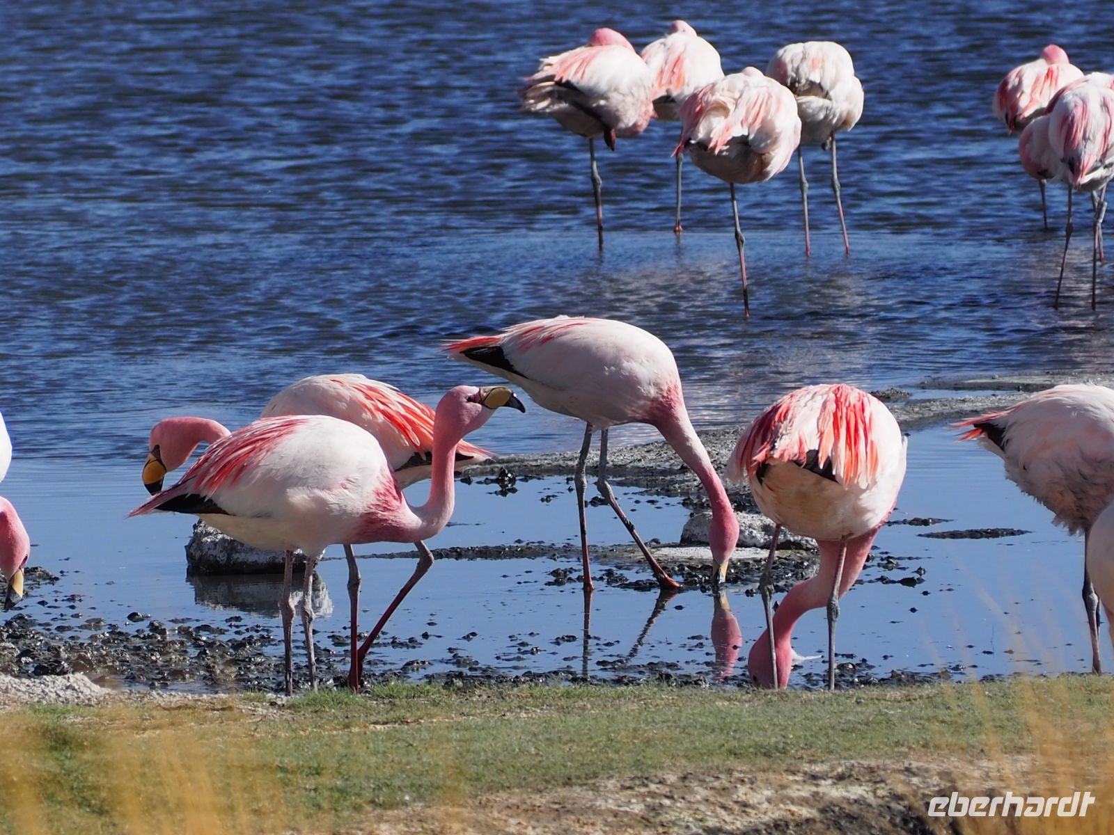 Andenflamingos