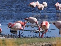 Andenflamingos