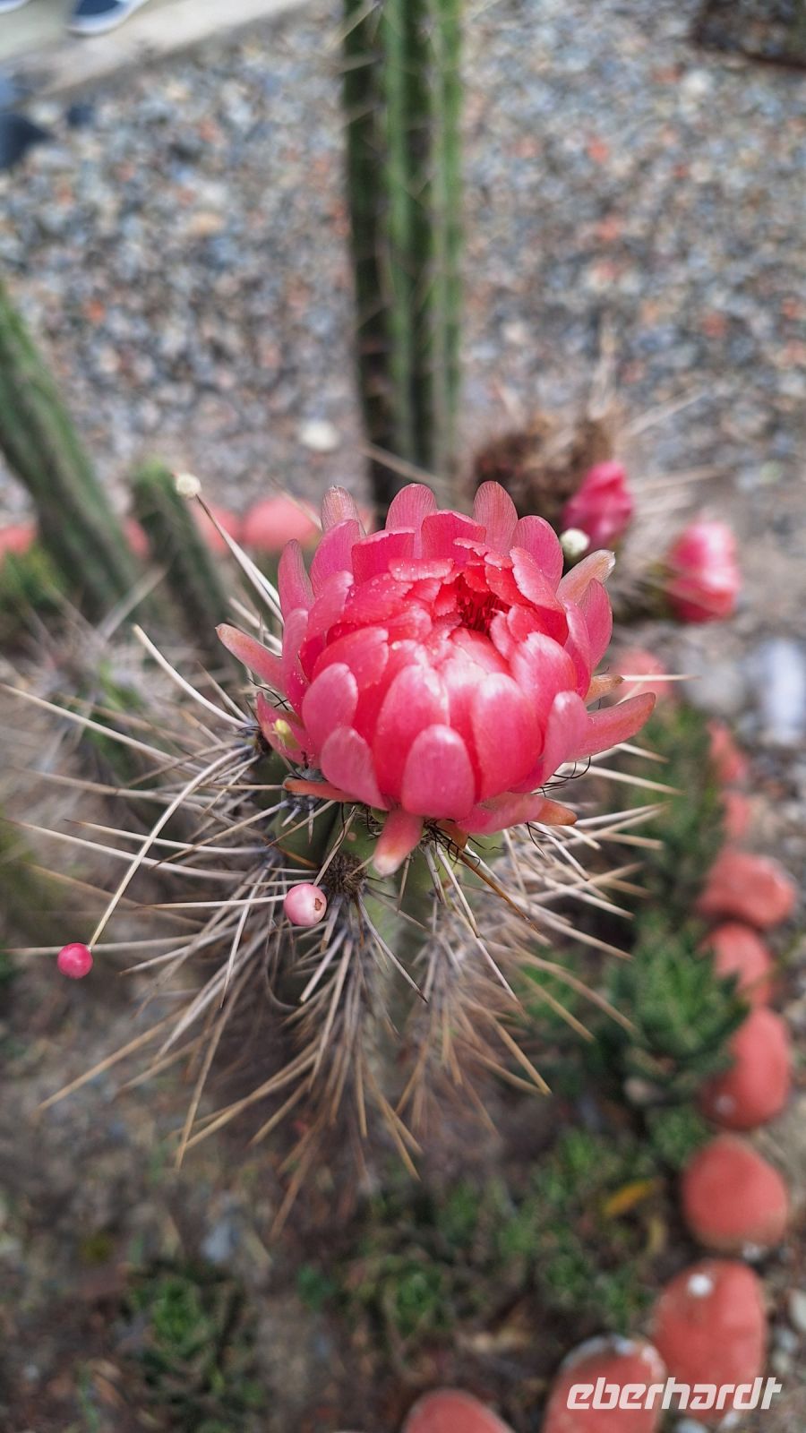 La Paz: Valle de la Luna