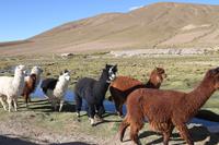 Alpacas im Andenhochland