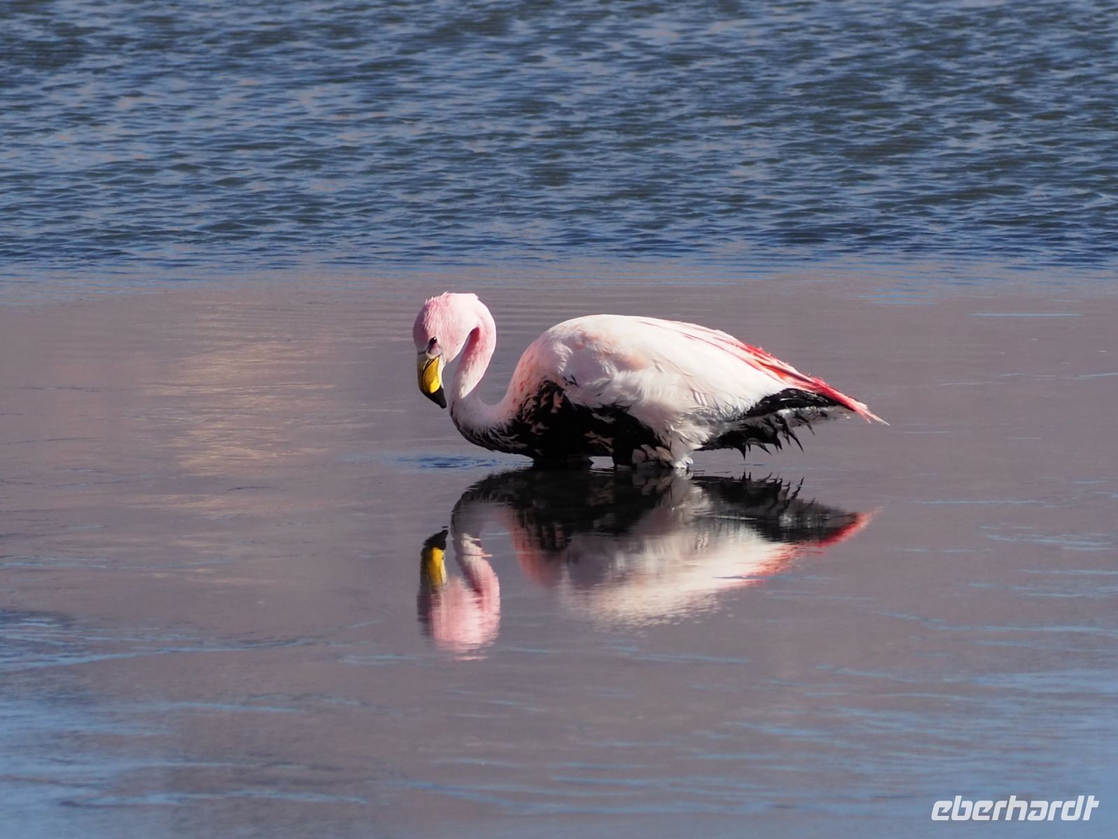 Andenflamingos