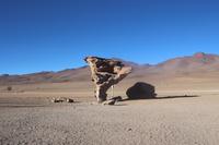 Arbol de Piedra