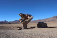 Arbol de Piedra