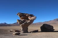 Arbol de Piedra
