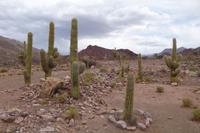 Auf dem Weg von Potosi nach Uyuni (3)