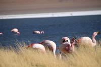Flamingos an der Lagune Canapa