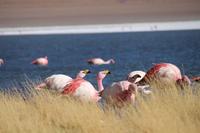 Flamingos an der Lagune Canapa