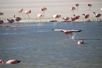 Flamingos an der Lagune Hedionda