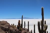 Insel Incahuasi auf dem Salar de Uyuni
