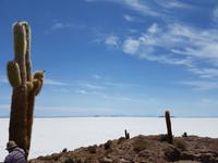 Insel Incahuasi auf dem Salzsee in Uyuni (6)