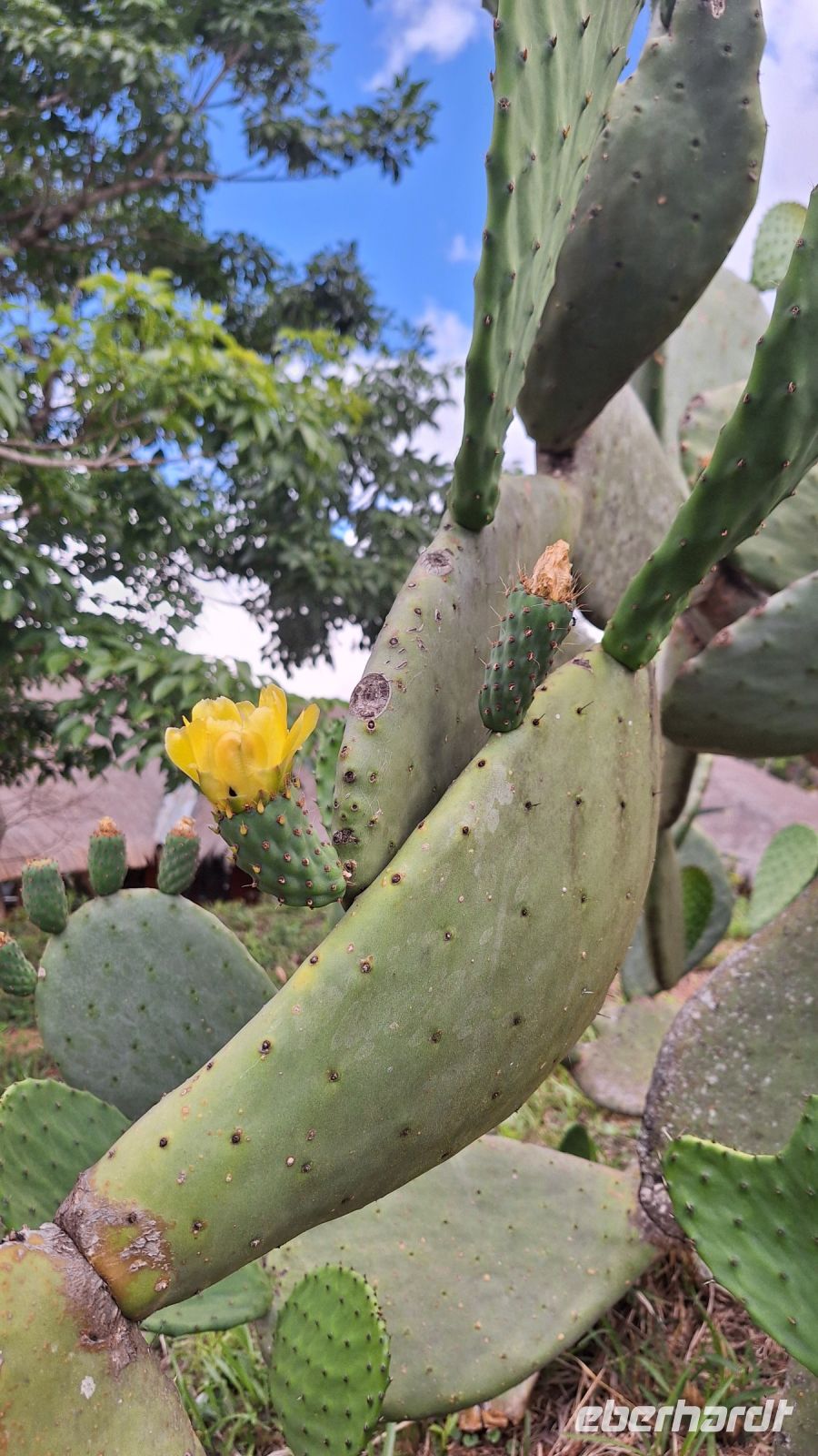 Kaktusblüte