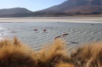 Lagune Hedionda